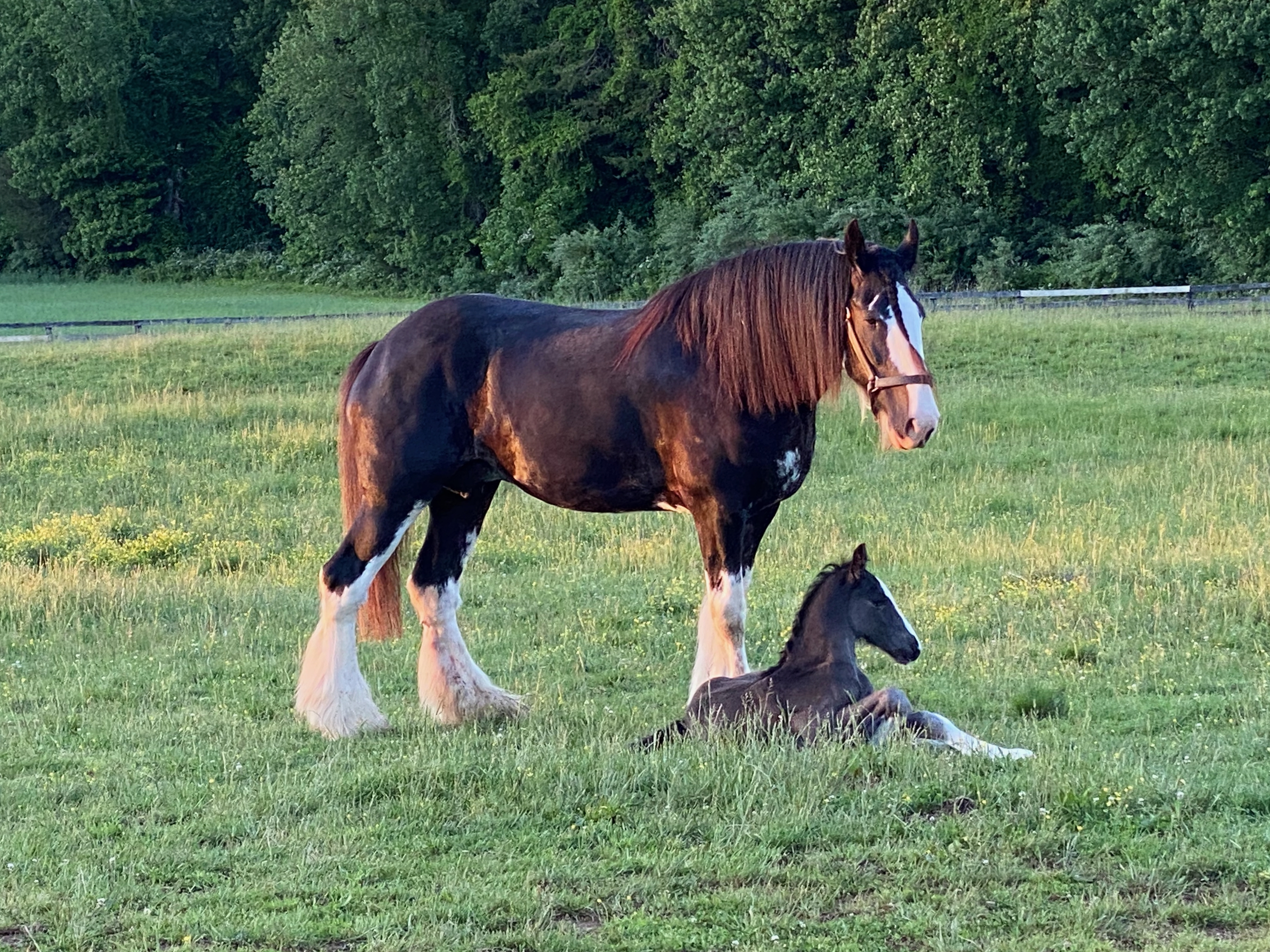 Ulysses and Betty in the field